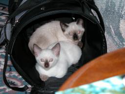 new kittens 2